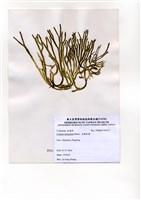 藏品(交織松藻)的圖片